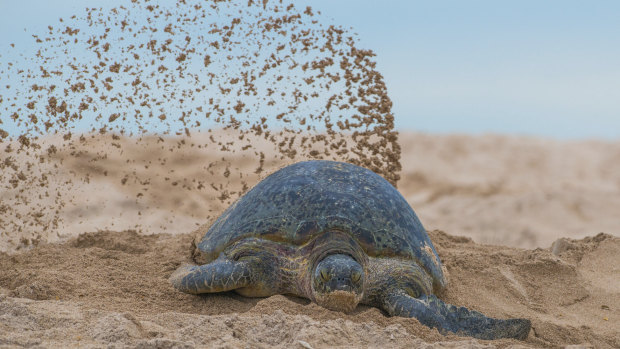 A Raine Island green turtle after nesting.