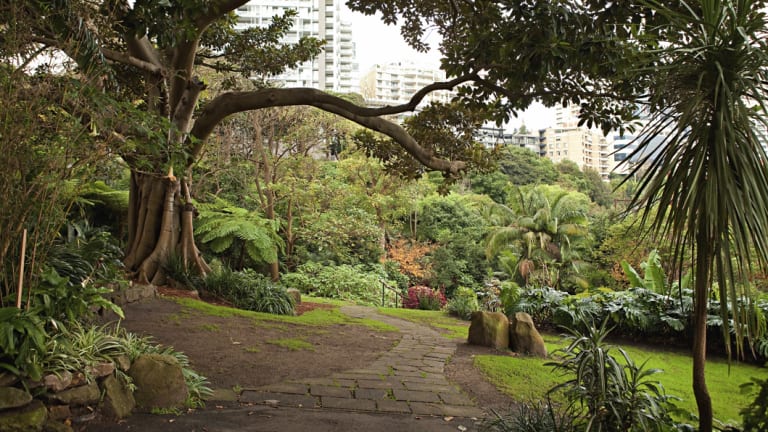 The 80 kilometre walk will come near Wendy Whiteley's not so secret garden in Lavender Bay. 