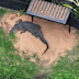 Teens charged after allegedly breaking into zoo, hitting croc with metal pole.