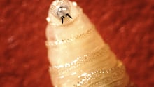 New World screwworm larvae eat the flesh of warm-blooded animals.