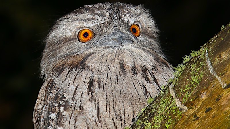 The fight to save Australian owls from common poisons