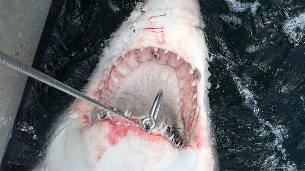 Great white hooked: Smart drumlines are in extensive use in NSW - but not Queensland.