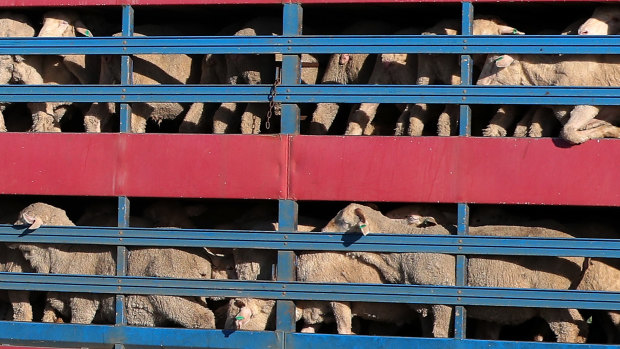 Sheep being transported by road to the Al Kuwait vessel on Tuesday.