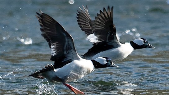 A flock of bufflehead ducks reveal their white underparts.