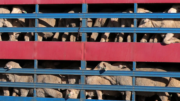 Summer ban on live exports a 'sham' after Federal Court ruling, MPs say