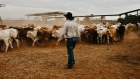 Australian beef sales to the US surged last year.