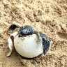 Scientists try to turn down heat on turtle eggs to produce more males