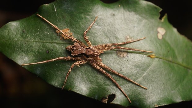 Ornodolomedes benrevelli named in honour of the collector and photographer, Mr Ben Revell, in testament to his efforts as a 'citizen scientist' for collecting a species that had remained so long undiscovered so close to Brisbane.