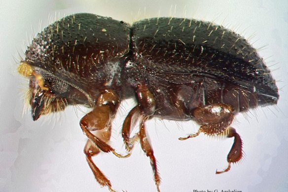 The shot-hole borer: Know your enemy