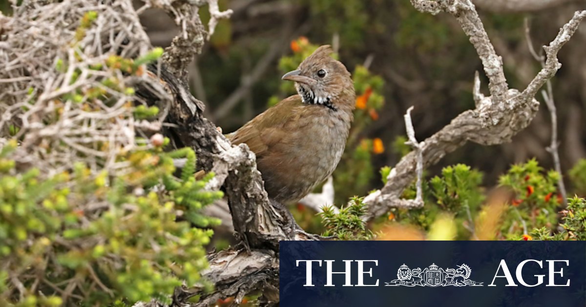 White-bellied whipbird heard in Victoria for first time in almost 40 years - Vimarsana News