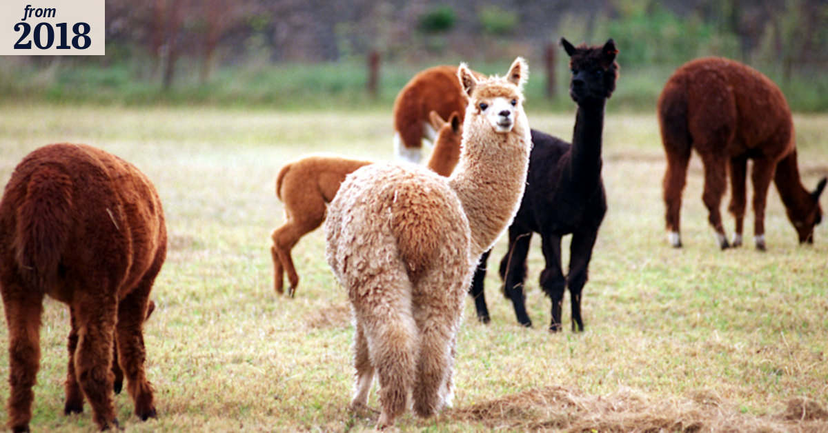 Six alpacas shot dead in 'heartless' southern Queensland attack