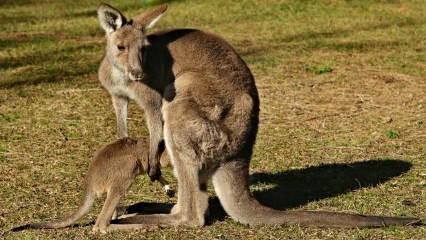 Another kangaroo. Not Scooby-Roo