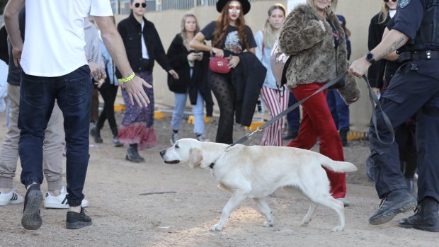 A police sniffer dog checks revellers at this year's Splendour in the Grass festival.