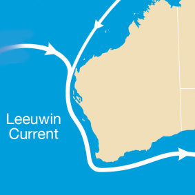 The Leeuwin Current brings water down the coast towards Perth.