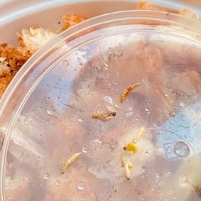 Detainees said there were maggots in their meal of chicken and broccoli in December.