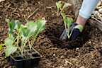 Veggies that are best planted out as seedlings can either be started from seed in a seedling tray or bought as seedlings from a garden centre.