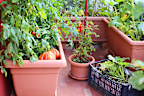 While there are tomato varieties designed for growing in pots and small spaces, you don’t have to stick to those to get a good harvest.