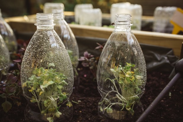 Plastic bottle greenhouse in garden bed