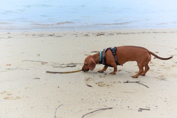 Dachschund puppy playing at the beach in the sand and sniffing