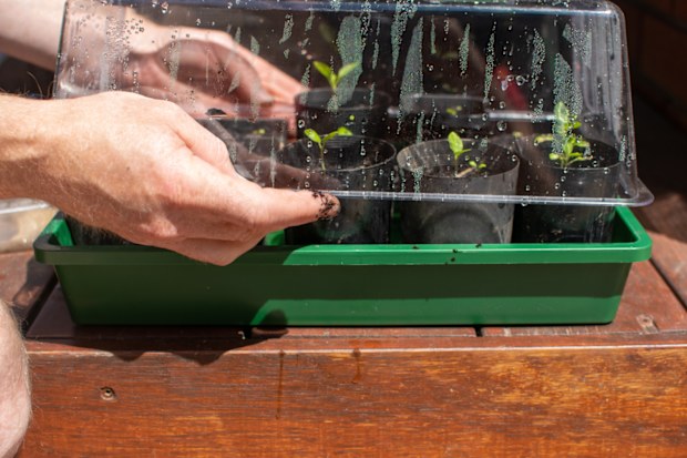 Hand holding gardening pots and keep them in tray for nursery