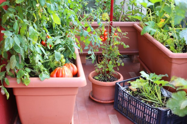Plants of red tomatoes and zucchini in the big pots of an urban garden in the balcony of the house in the city