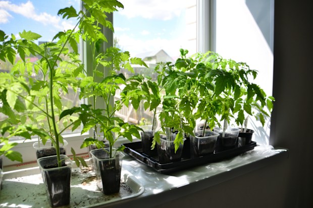 a window with a group of tomato seedlings on the window sill