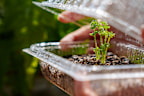 Once all the fruit has been eaten save these punnets to start some seeds in.