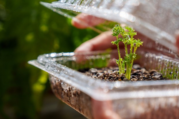 DIY greenhouse using a berry punnet