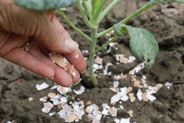 Gardener reveals her simple secret to a pest-free garden without ...