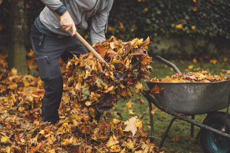 Save those autumn leaves.