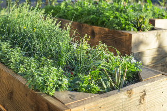 Now is the perfect time to start winter-friendly herbs like rosemary, chervil, and coriander.   