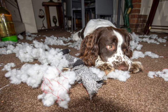 Destroying furnishings is a common symptom of canine separation anxiety.