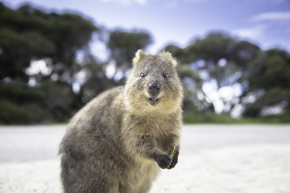 Adorable quokkas will welcome you to Rottnest Island.