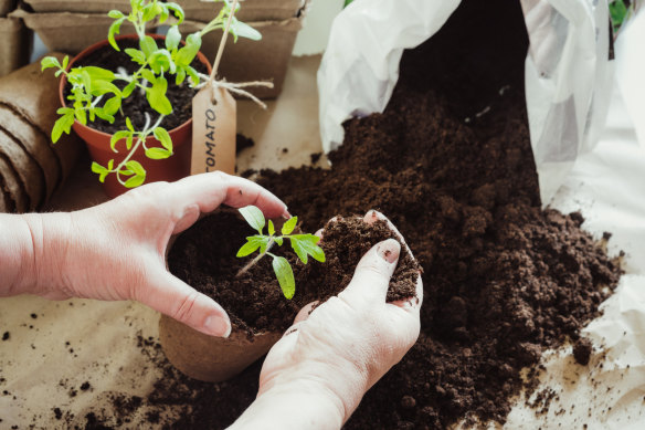 Tomatoes, chillis, capsicums and eggplants are all good options to start planting now.