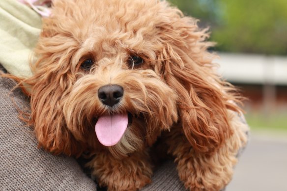 Cavoodles are among the most popular dog breeds to bring into the office.