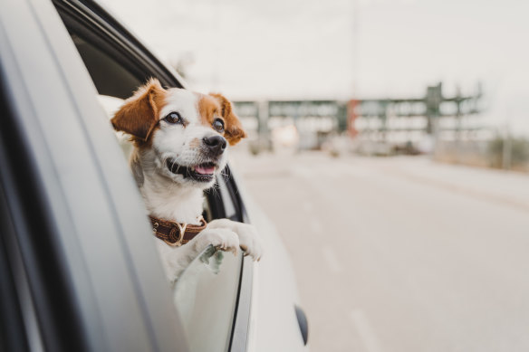 Some animal behaviourists reckon dogs love road trips because they evoke the same euphoric sensations as hunting marathons with their wolf ancestors.