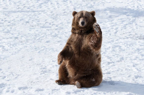 During hibernation, bears remain healthy under conditions that would weaken and sicken mere humans.