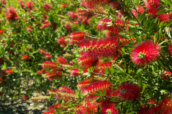 Callistemons grow naturally along the east coast in creek beds and areas prone to flooding, but have evolved to also survive long periods of dry weather.