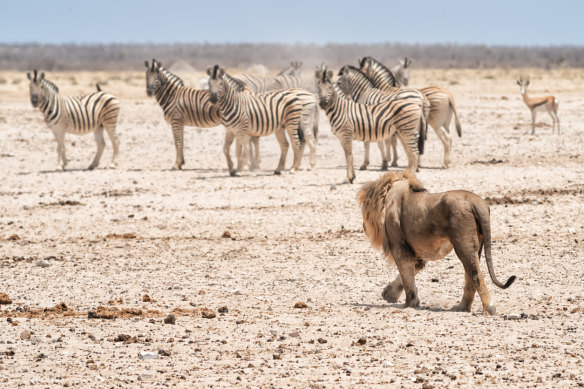 Animals do not anticipate stress in the same way humans do, says biologist Robert Sapolsky.