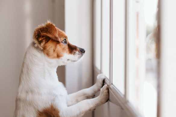 For dogs with separation anxiety, their brain will go into panic mode as soon as you leave because they have lost a visual of where their owner is.