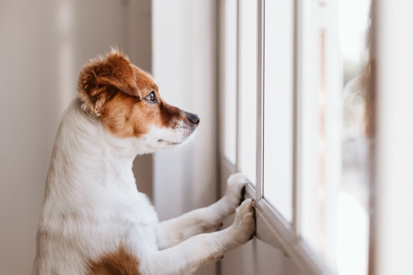 Harlow says dogs with subtler signs of distress may suffer for longer because their owners don’t realise what’s going on.