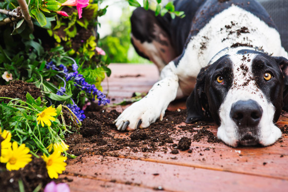 Pet owners concerned about what their dog just ate can get advice from Animal Poisons Helpline.