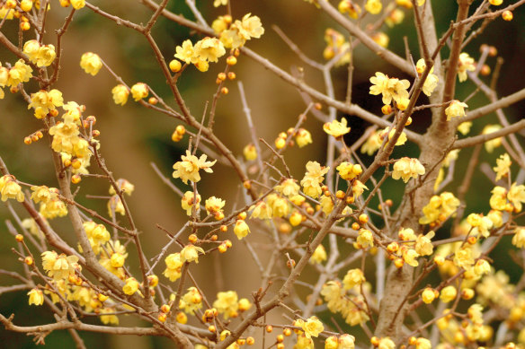 Wintersweet holds tiny, beautifully scented, pale-yellow flowers on its bare branches through winter.