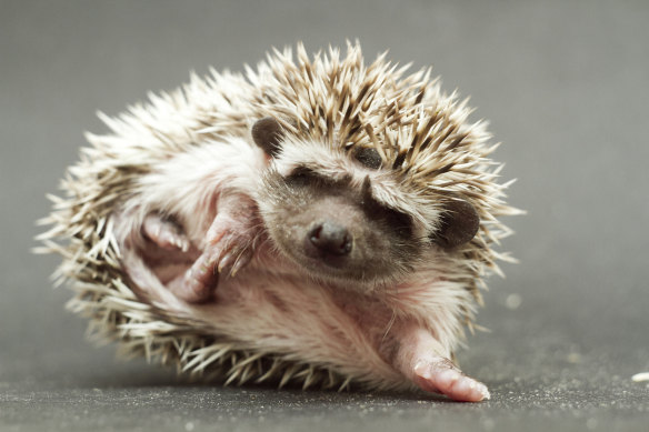 It’s hard to resist this hoglet.