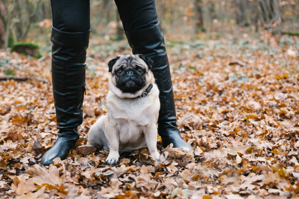 I burst into tears wondering if either of the dogs was in pain and wishing there was a way they could tell me. 
