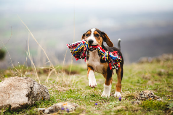 Play time is key to your pooch’s wellbeing.
