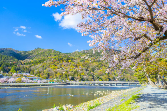 Blossom season at the Kamo River, near the Matsui brewery.