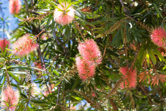 These days, Callistemons come in just about every shape, size and colour.