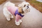 Coats aren't just cute, they are vital for keeping some dogs, like smaller breeds, warm.
