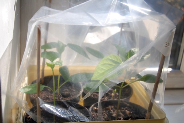 The plastic bag is a small greenhouse.